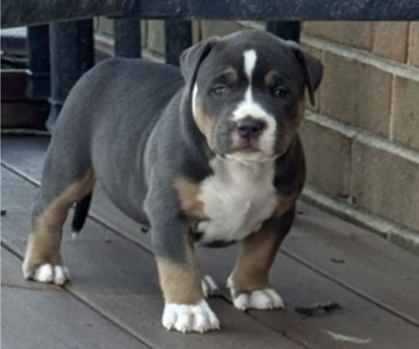 Medium Photo #1 American Bully Puppy For Sale in LANSDOWNE, PA, USA