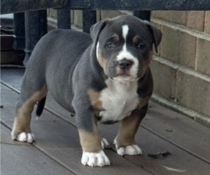 Medium American Bully
