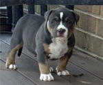 Puppy Red American Bully