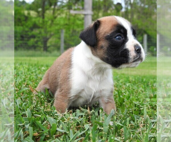 Medium Photo #4 Boxer Puppy For Sale in MANHEIM, PA, USA
