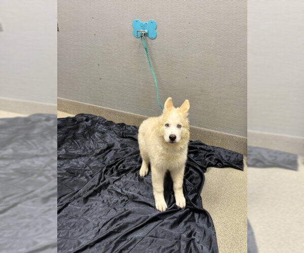 Medium Photo #1 Alaskan Malamute-Unknown Mix Puppy For Sale in Las Vegas, NV, USA