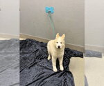 Small Alaskan Malamute Mix