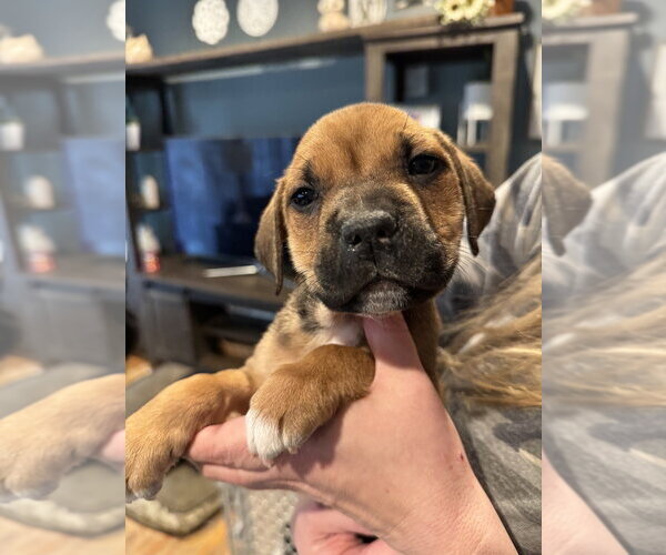 Medium Photo #4 Labrottie Puppy For Sale in Brewster, NY, USA