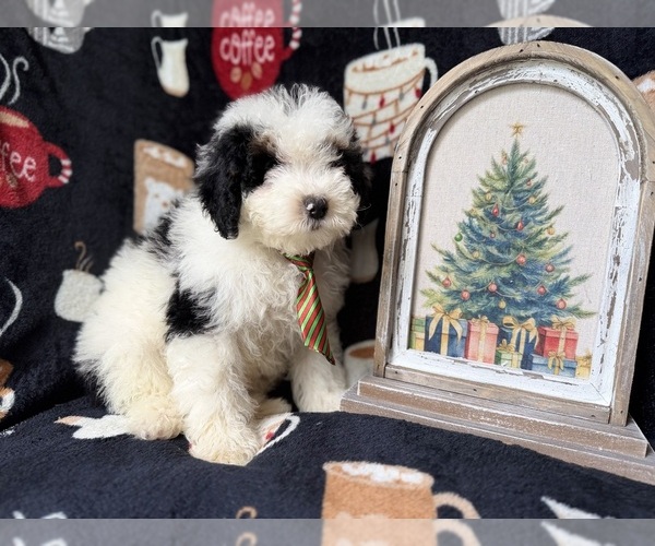 Medium Photo #2 YorkiePoo Puppy For Sale in LAKELAND, FL, USA