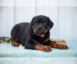 Small #1 Rottweiler