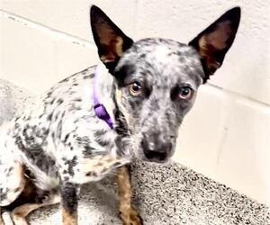 Mutt Dogs for adoption in Houston, TX, USA