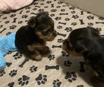 Small Photo #1 Yorkshire Terrier Puppy For Sale in SOUTHPORT, NC, USA