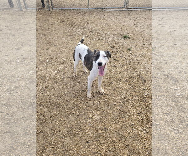Medium Photo #1 Mutt Puppy For Sale in Maquoketa, IA, USA
