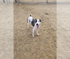Mutt Dogs for adoption in Maquoketa, IA, USA