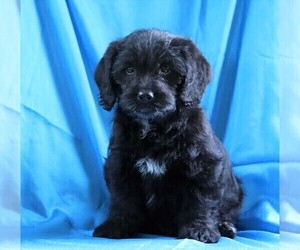 Miniature Labradoodle Puppy for sale in FREDERICKSBG, OH, USA