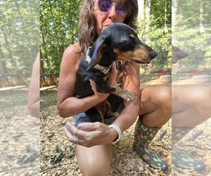 Mother of the Dachshund puppies born on 05/25/2025