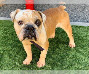 Bulldog-Unknown Mix Dogs for adoption in Moreno Valley, CA, USA
