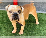 Small Bulldog Mix