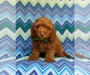 Cock-A-Poo Puppy for sale in CHRISTIANA, PA, USA