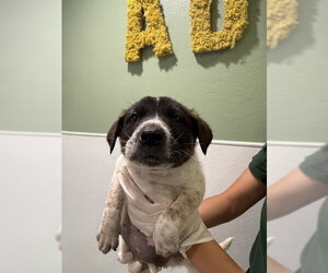 Labrador Retriever Dogs for adoption in Riverside, CA, USA