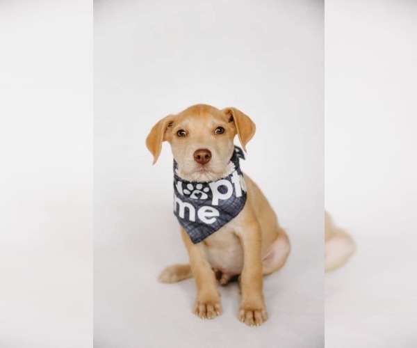 Medium Photo #1 Staffordshire Bull Terrier-Unknown Mix Puppy For Sale in Princeton, MN, USA