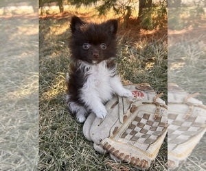 Pomeranian Puppy for sale in MIDDLEBURY, IN, USA