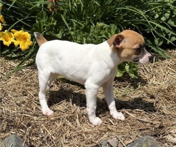 Medium Photo #4 Jack Russell Terrier Puppy For Sale in THORP, WI, USA