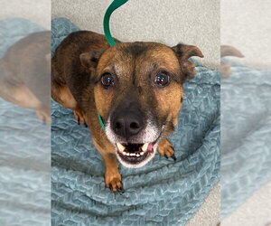 Mutt Dogs for adoption in Fayetteville, NC, USA