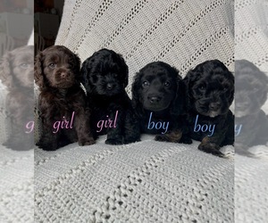 Cockapoo Puppy for sale in NOWTHEN, MN, USA