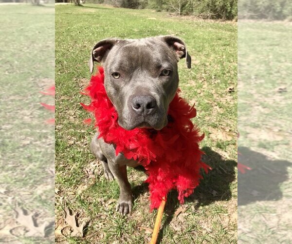 Medium Photo #2 American Pit Bull Terrier-American Staffordshire Terrier Mix Puppy For Sale in Brewster, NY, USA