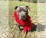 Small #1 American Pit Bull Terrier-American Staffordshire Terrier Mix