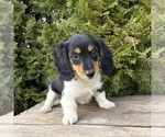 Small #4 Dachshund