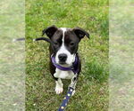 Small #9 Beagle-Pointer Mix