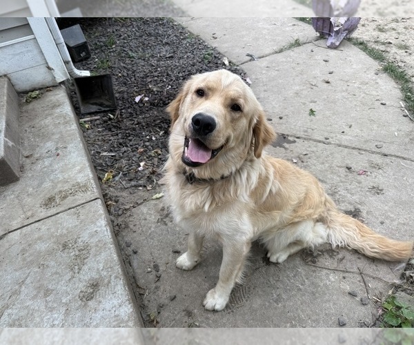 Medium Photo #16 Golden Retriever Puppy For Sale in PANA, IL, USA