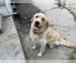 Small #15 Golden Retriever