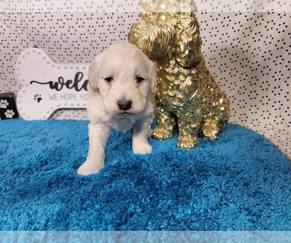 Medium Photo #8 Goldendoodle mix (+ Poodle Toy) Puppy For Sale in BLACK FOREST, CO, USA