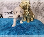Small #7 Goldendoodle mix (+ Poodle Toy)