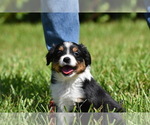 Small #1 Miniature Australian Shepherd