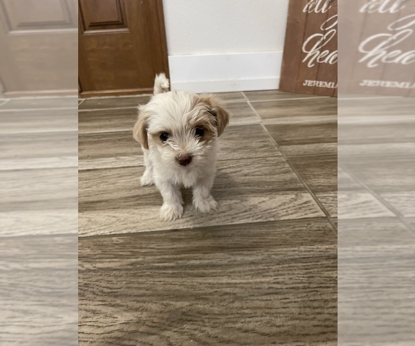 Medium Photo #18 Maltipoo Puppy For Sale in APPLE VALLEY, CA, USA