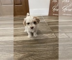 Small #17 Maltipoo
