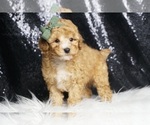 Small Photo #40 Poodle (Toy) Puppy For Sale in WARSAW, IN, USA
