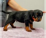 Small Photo #1 Rottweiler Puppy For Sale in ESTILL SPRINGS, TN, USA
