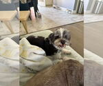 Small #1 Havanese
