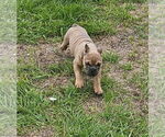 Small #3 Bulldog