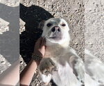 Small #3 Mutt