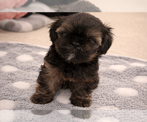 Medium Photo #1 Shih Tzu-Shorkie Tzu Mix Puppy For Sale in ELIZABETH, CO, USA
