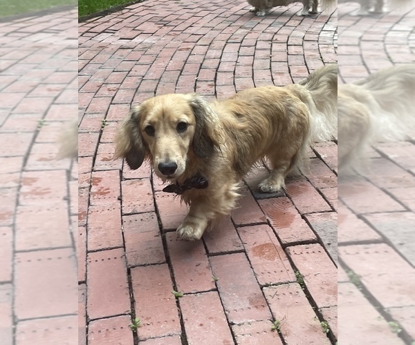 Medium Photo #1 Dachshund Puppy For Sale in LANEXA, VA, USA