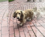 Small Photo #1 Dachshund Puppy For Sale in LANEXA, VA, USA