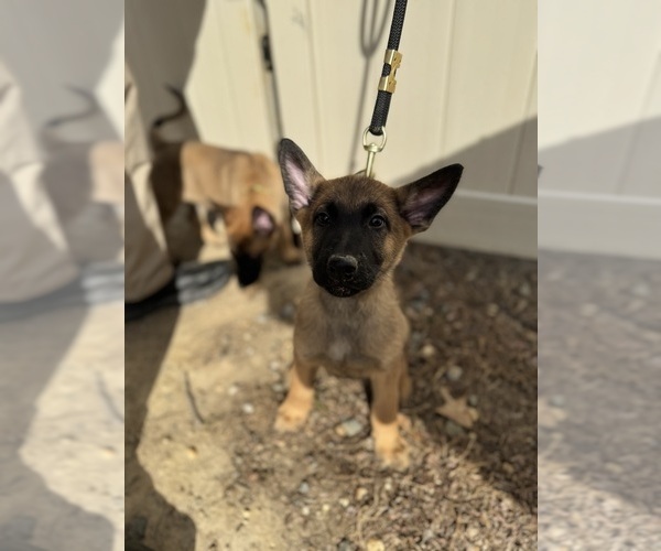Medium Photo #28 German Malinois Puppy For Sale in FREDERICKSBURG, VA, USA