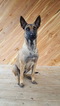 Small Photo #1 Belgian Malinois Puppy For Sale in TAZEWELL, TN, USA