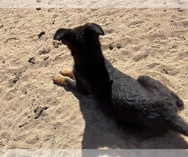 Medium Photo #7 Shepweiller Puppy For Sale in Dana Point, CA, USA