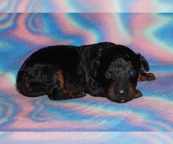 Medium Photo #1 Miniature Labradoodle Puppy For Sale in LA HABRA, CA, USA