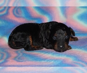 Miniature Labradoodle Puppy for sale in LA HABRA, CA, USA