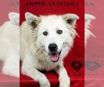 Small #1 Great Pyrenees Mix