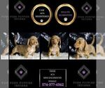 Small Photo #62 Dachshund Puppy For Sale in WARSAW, IN, USA
